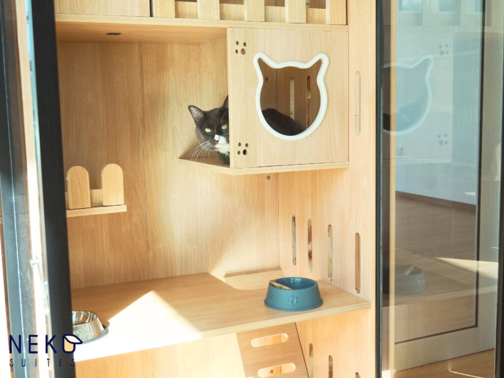 Tom In The Superior Suite